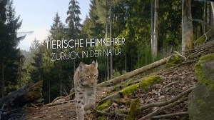 Tierische Heimkehrer: Zurück in der Natur