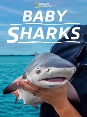 Baby Sharks Baby Sharks