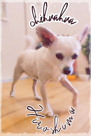 Chihuahua Hiroshima