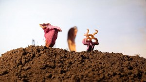 Growing Plains