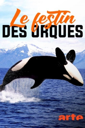 Norvège: le festin des orques