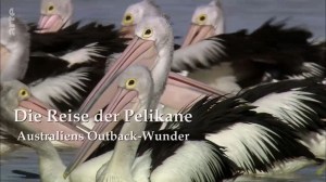 Die Reise der Pelikane: Australiens Outback-Wunder