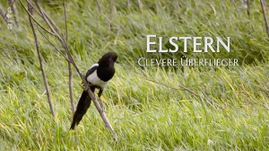 Elstern: Clevere Überflieger