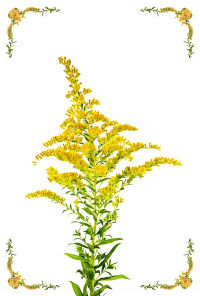 Goldenrod