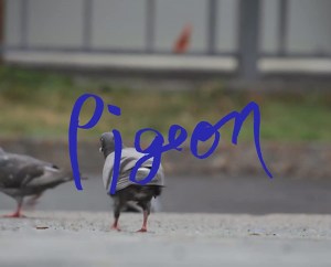 Pigeon