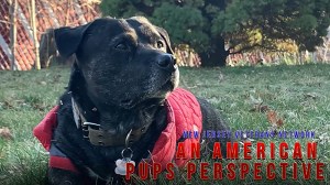 An American Pups Perspective