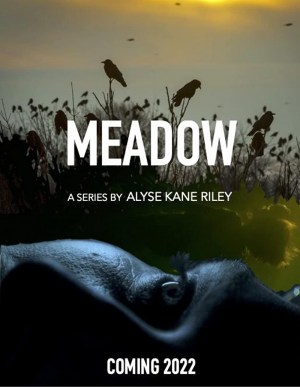 Meadow Meadow