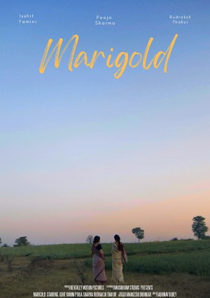 Marigold