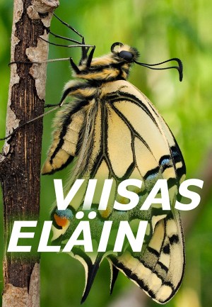 Viisas eläin