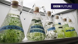 The miraculous power of the humble seaweed - BBC