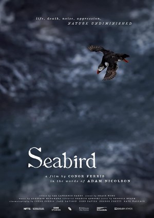 Seabird